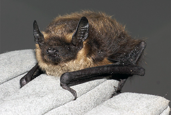 Seltene Nordfledermaus